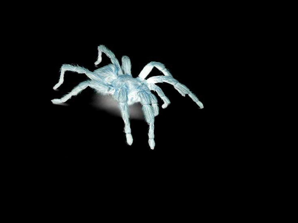 spider.jpg (64609 bytes)